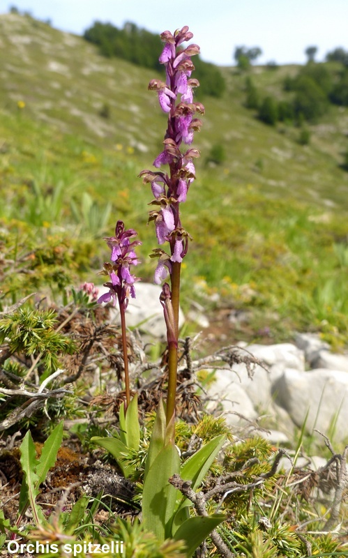 Una giornata tra le orchidee da Villetta Barrea a Scanno - 16 giugno 2021